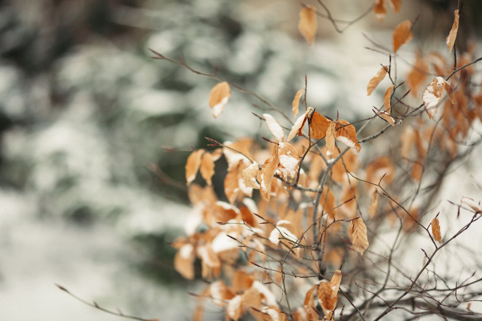 Canon EOS 5D Mark II sample photo. Nature, season, tree photography