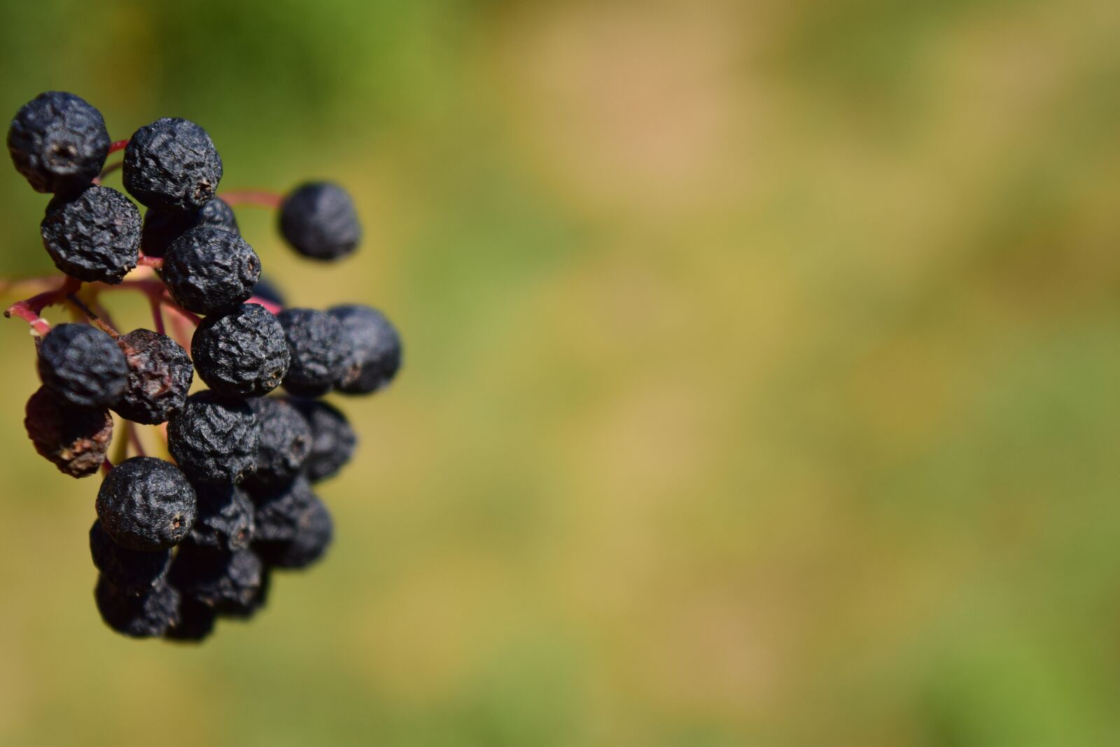 Nikon D3300 sample photo. Rowanberries, dry, nature photography