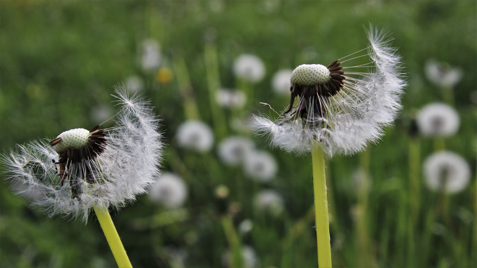 Canon EOS 80D sample photo. Wind, two, the silence photography