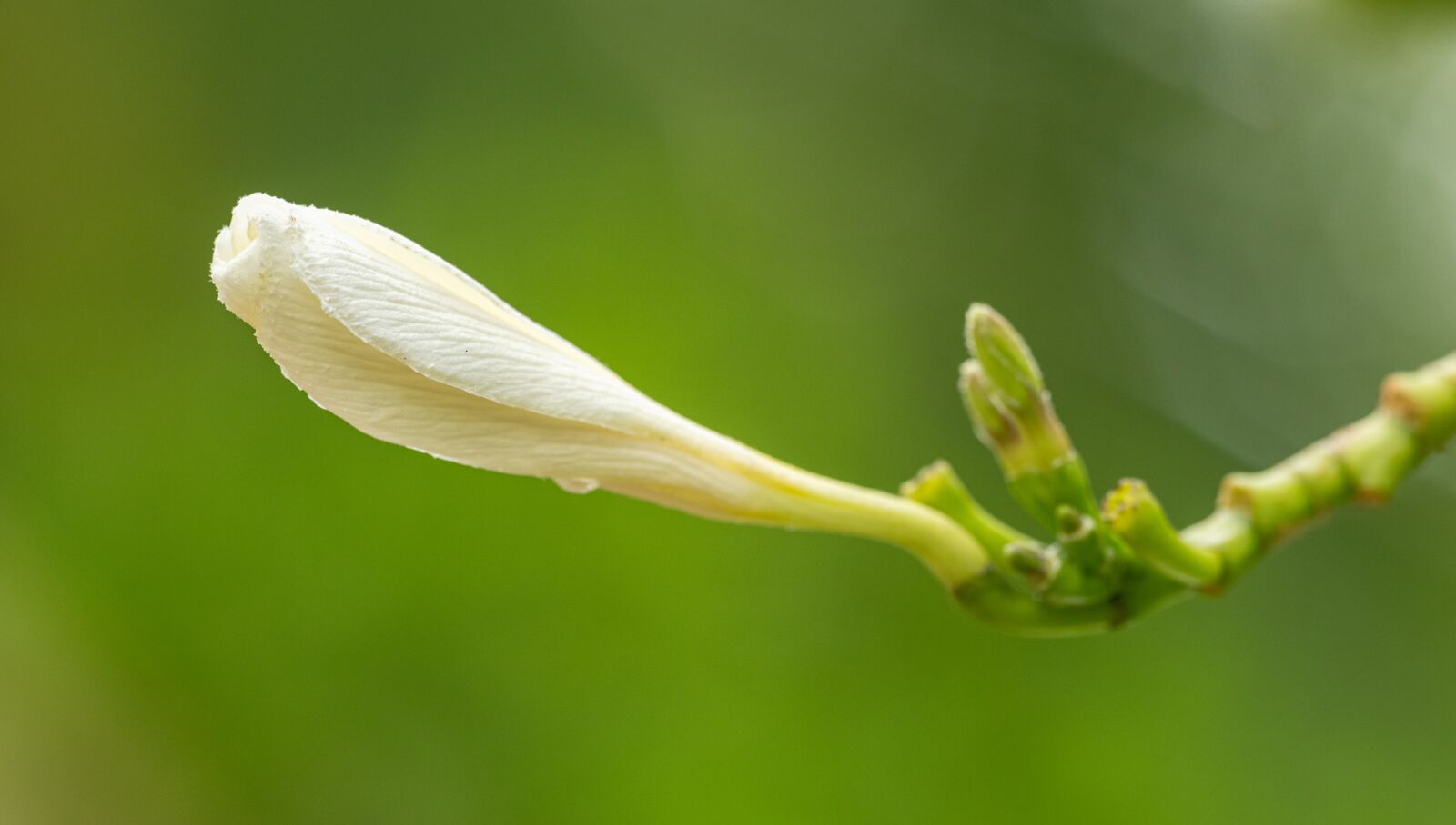 Nikon D850 sample photo. Bud, flower, white photography