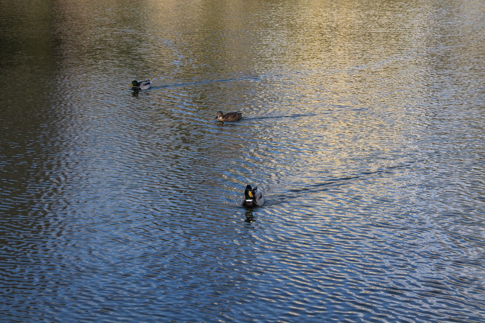 Canon EOS 1100D (EOS Rebel T3 / EOS Kiss X50) sample photo. Iron city, park, ducks photography