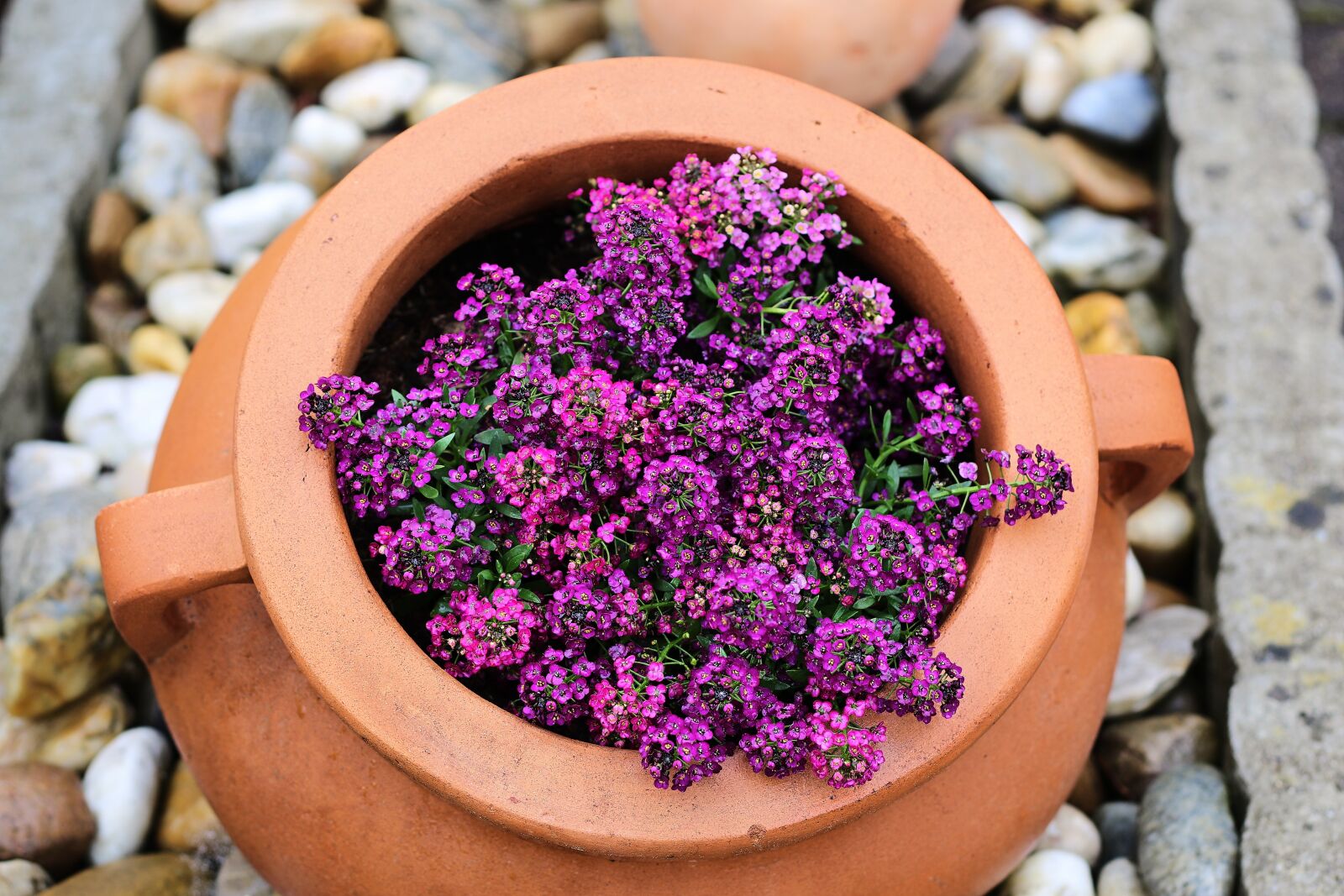 Canon EOS 7D Mark II sample photo. Flower pot, stones, potted photography