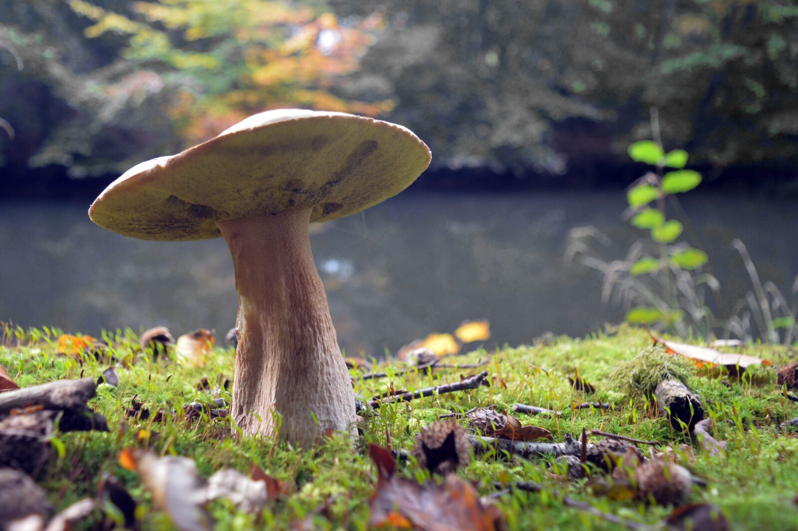 Nikon D5200 sample photo. Nature, mushroom, water photography
