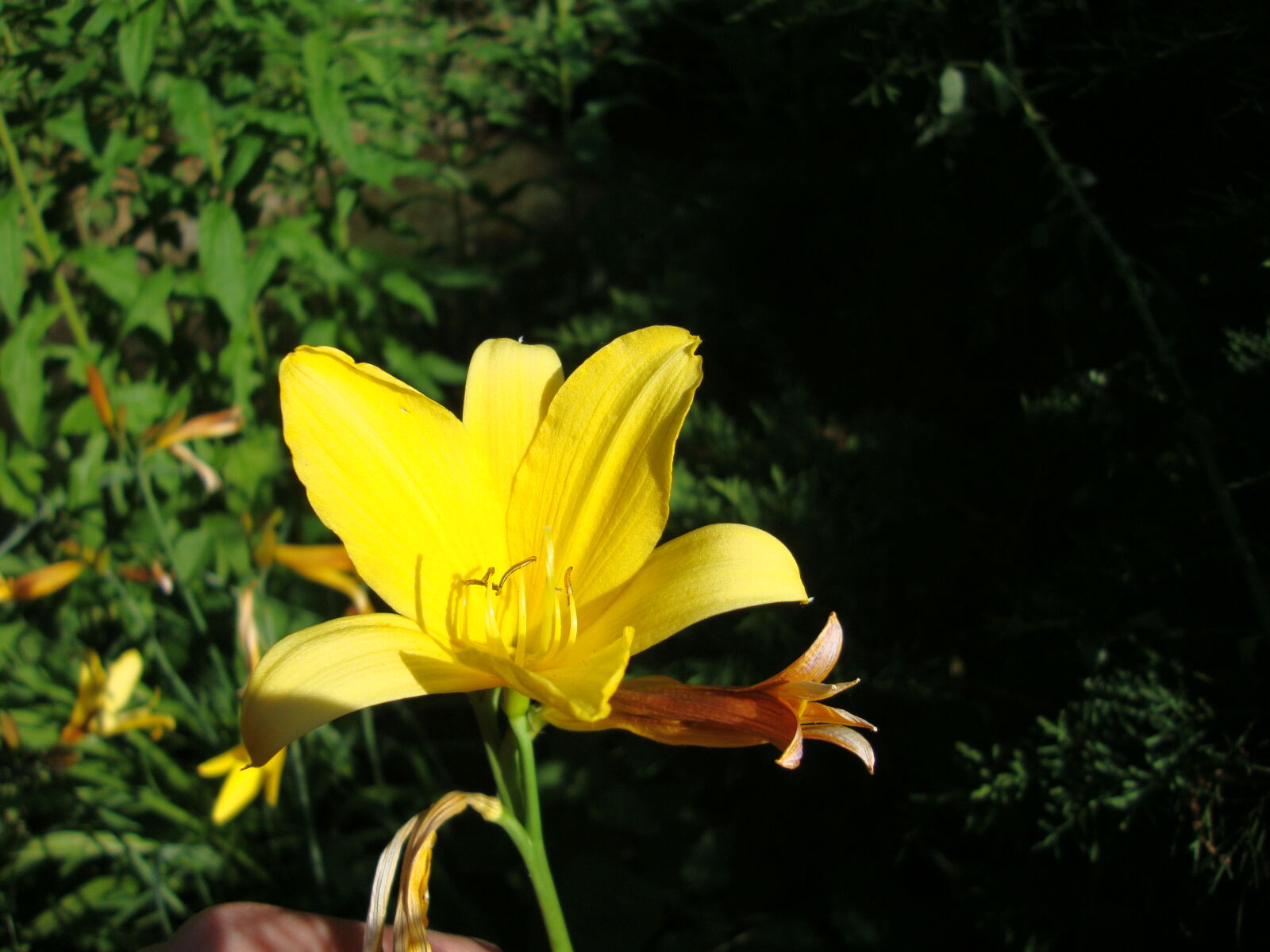 Sony Cyber-shot DSC-W220 sample photo. Flower, flowers photography