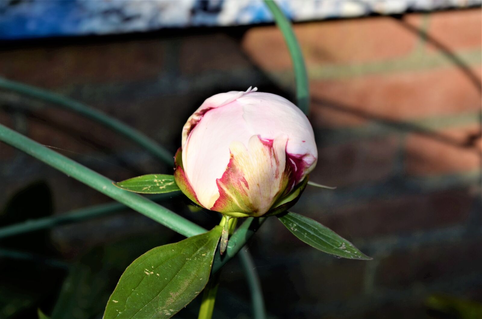 Nikon D5100 sample photo. Nature, plant, sheet photography