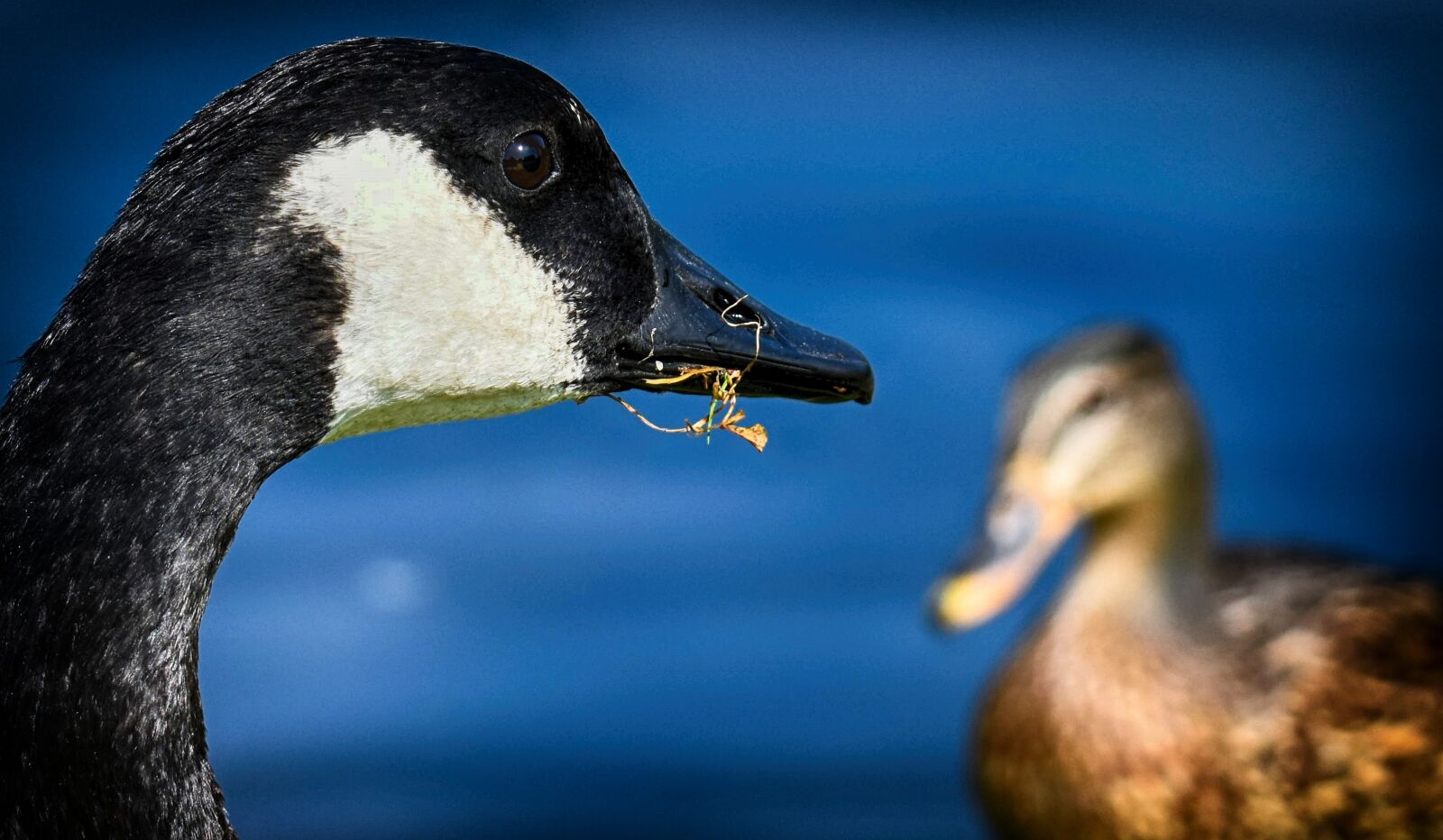 Nikon D7200 sample photo. Canada goose, branta canadensis photography