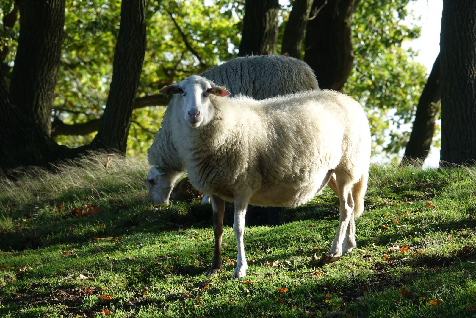 Sony Cyber-shot DSC-RX10 III sample photo. Sheep, heather s, nature photography