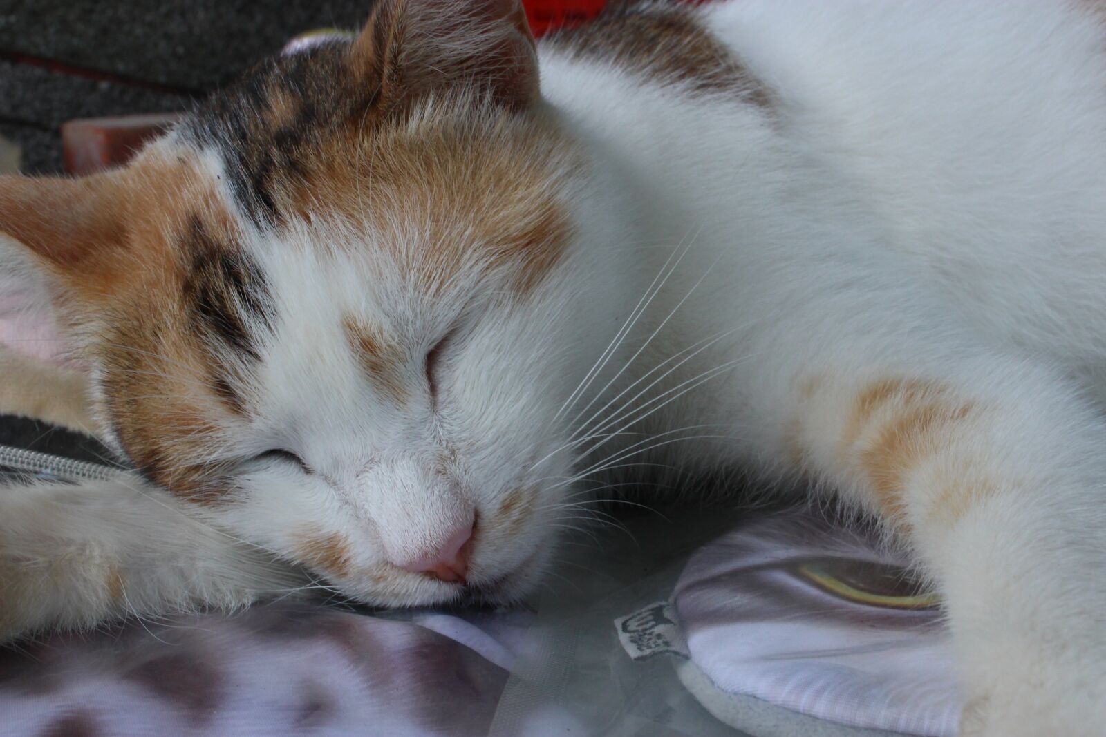 Canon EOS 100D (EOS Rebel SL1 / EOS Kiss X7) + Canon EF-S 18-55mm F3.5-5.6 IS STM sample photo. Cat, sleeping, pet photography