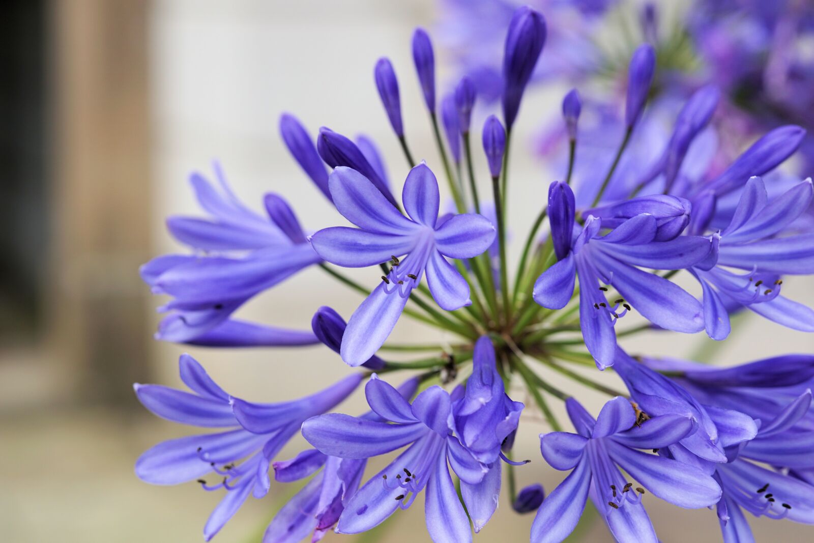 Sony a6000 + E 60mm F2.8 sample photo. Flower, blossom, bloom photography