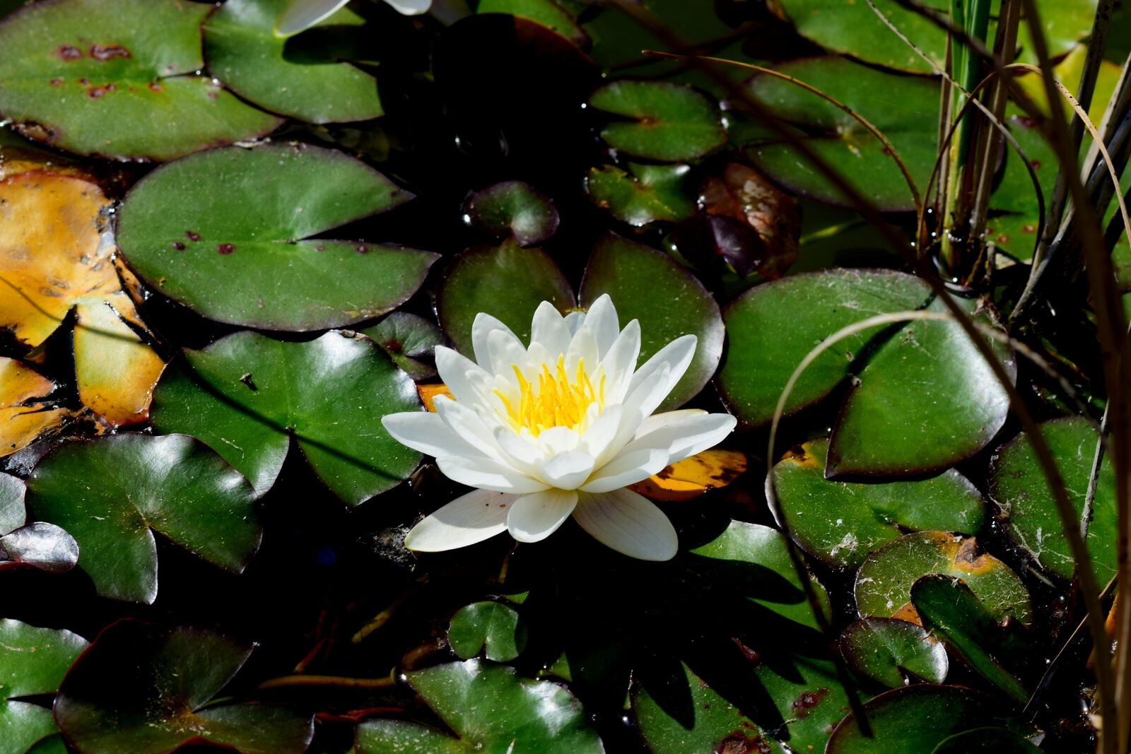 Nikon D5300 sample photo. Pond, water lily, aquatic photography