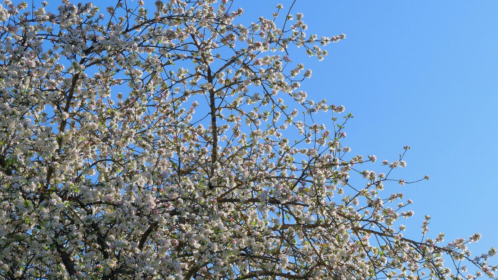 Panasonic DMC-G81 sample photo. Spring, fruit tree, fruit photography