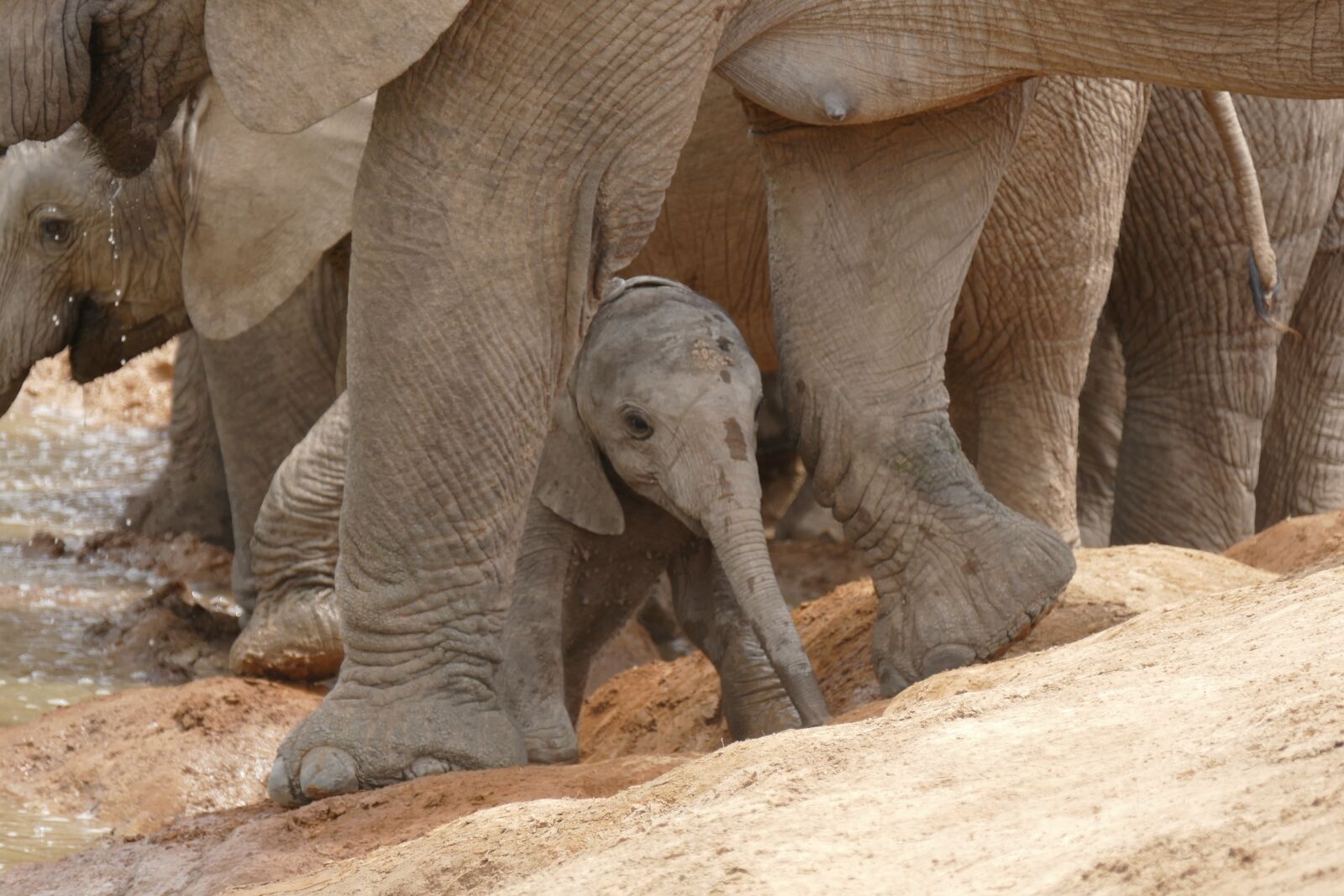 Panasonic Lumix DMC-FZ1000 sample photo. Elephant, baby, animal photography