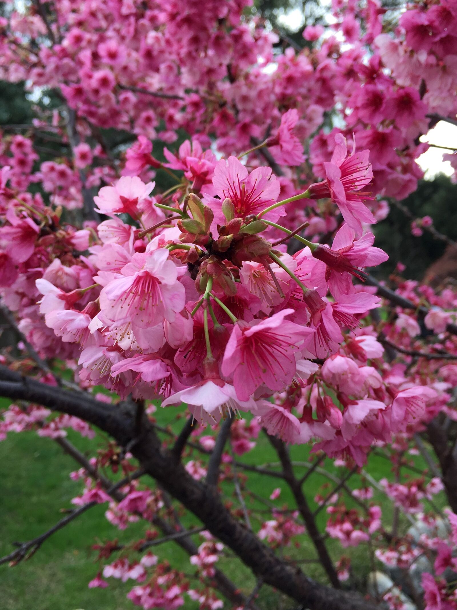 Apple iPhone 6 sample photo. Japan, sakura, flower photography