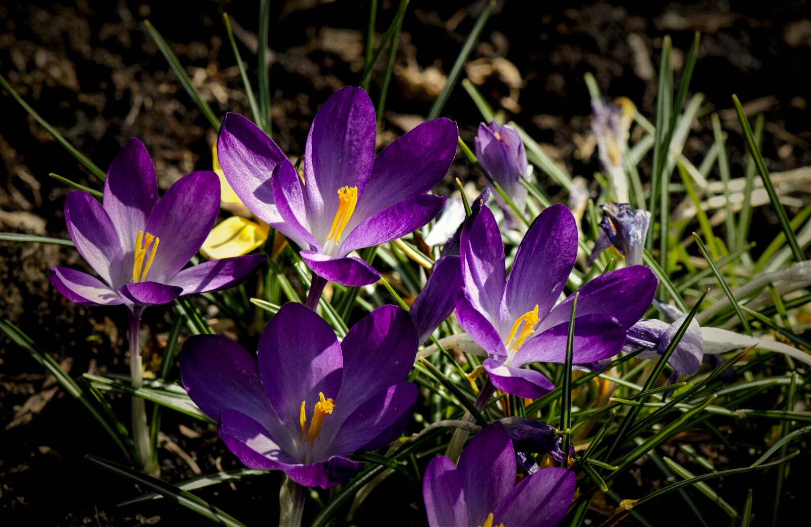 Nikon D7000 sample photo. Crocus, spring, nature photography