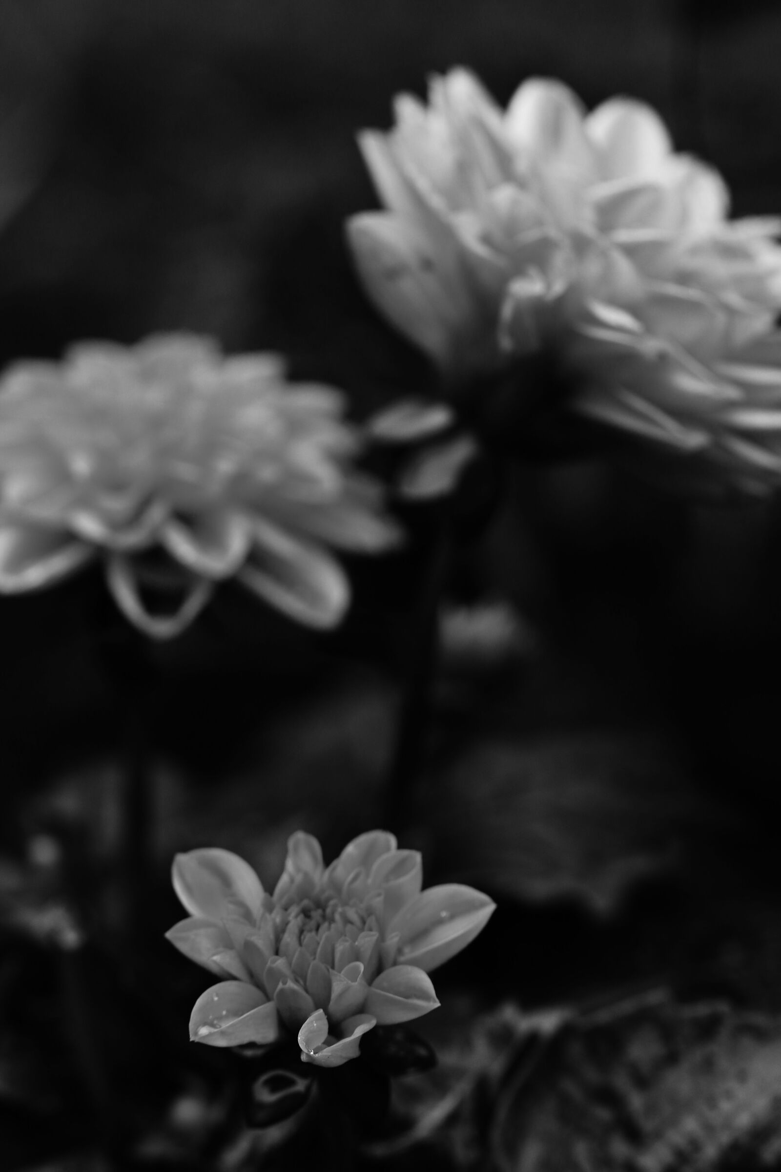 Canon EOS 7D Mark II sample photo. Flowers, summer flowers, garden photography