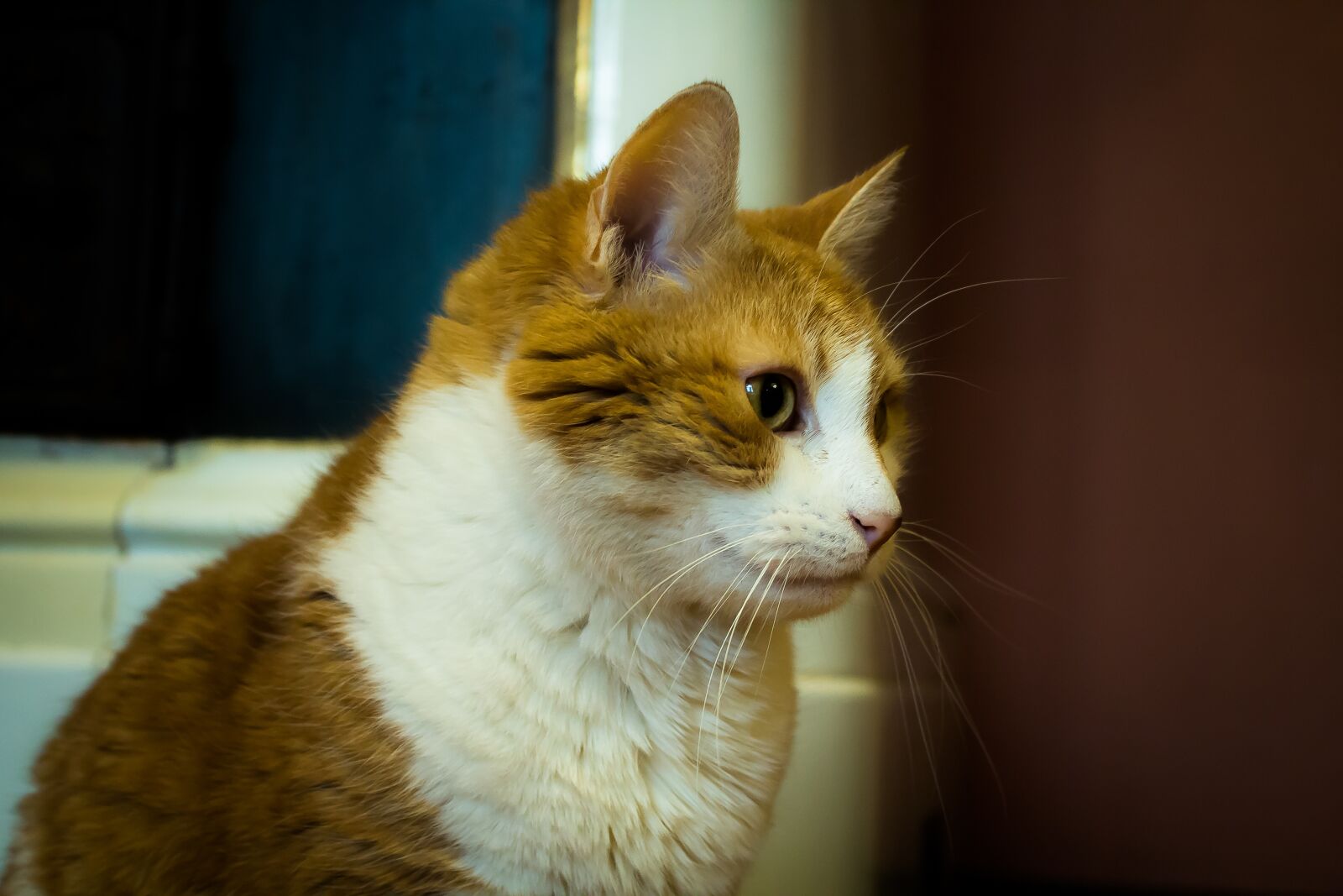 Canon EOS 600D (Rebel EOS T3i / EOS Kiss X5) sample photo. Kisa, cat, redhead photography