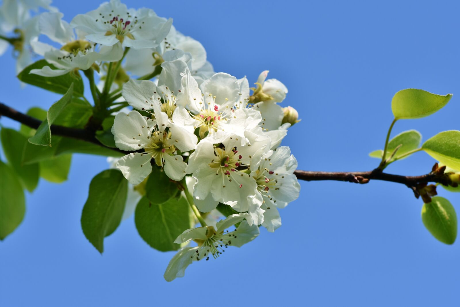 Nikon D7200 sample photo. Apple blossom, blossom, bloom photography