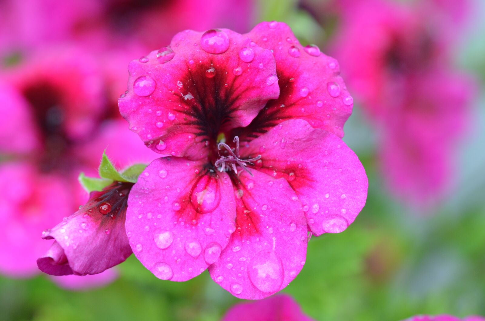Nikon D7000 sample photo. Flower, close up, garden photography