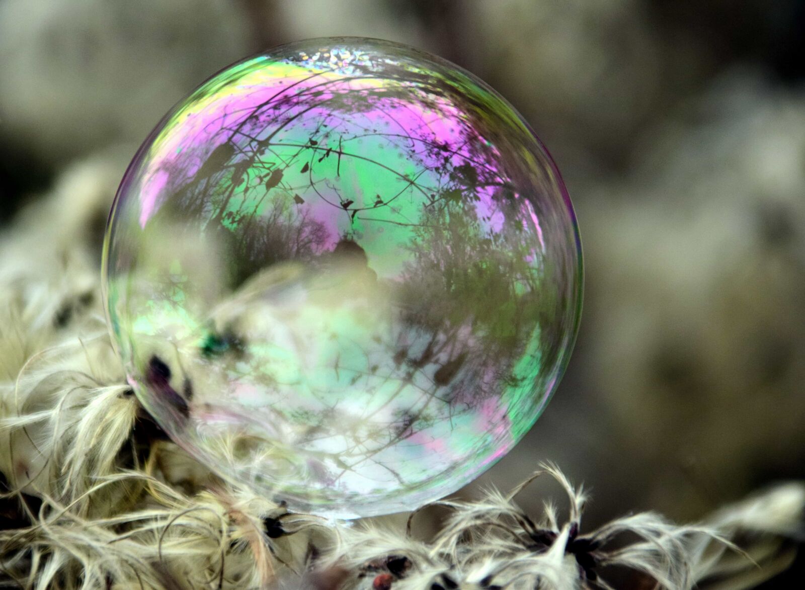 Nikon D3300 sample photo. Macro, sphere, nature, reflection photography