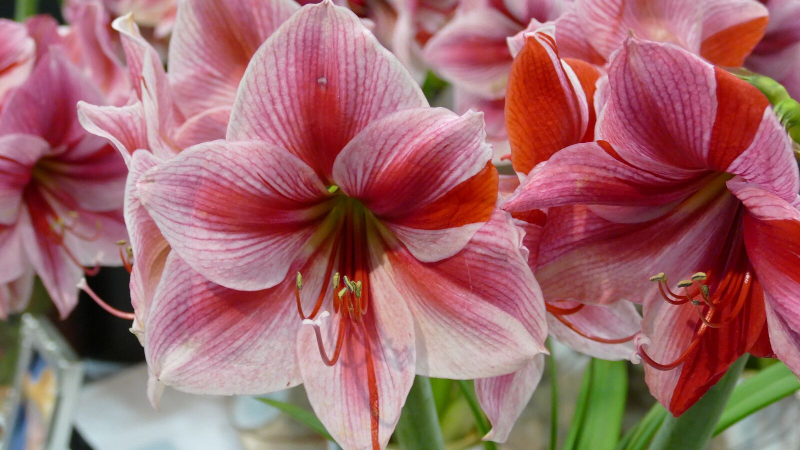 Panasonic Lumix DMC-FZ1000 sample photo. Flower, amaryllis, nature photography