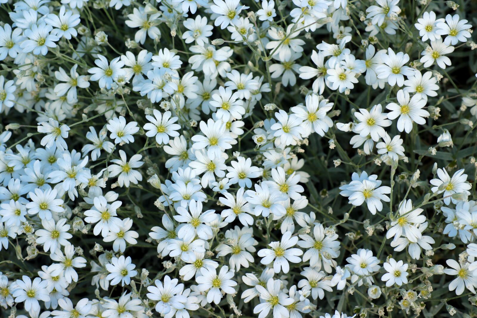 Canon EOS 1200D (EOS Rebel T5 / EOS Kiss X70 / EOS Hi) sample photo. White flowers, rogownica, white photography