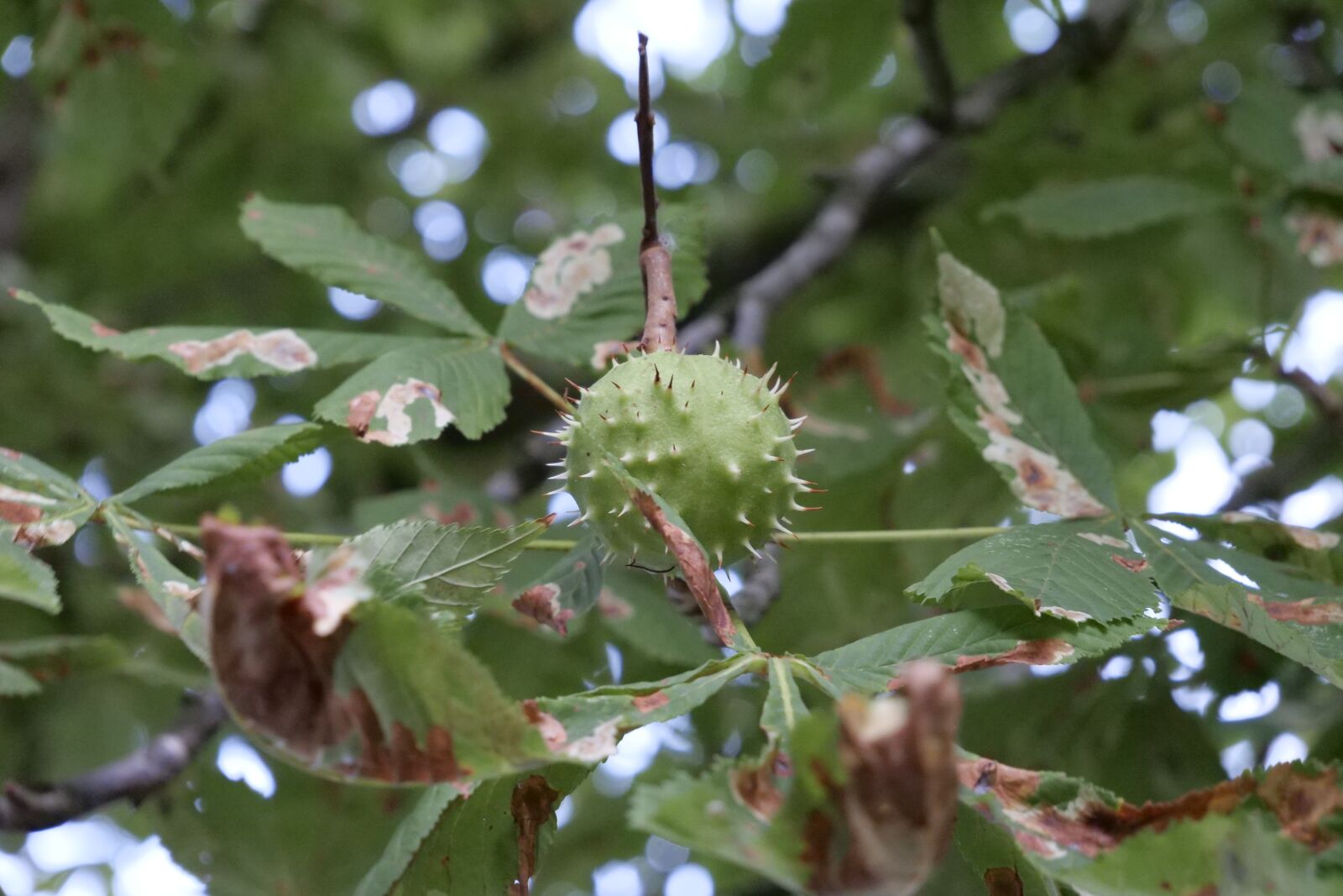 Panasonic Lumix DC-G9 sample photo. Nature, tree, chestnut photography