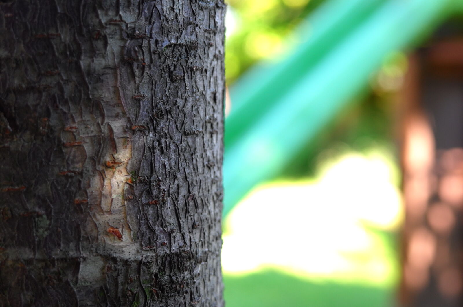 Leica X Vario sample photo. Close, up, tree, wood photography