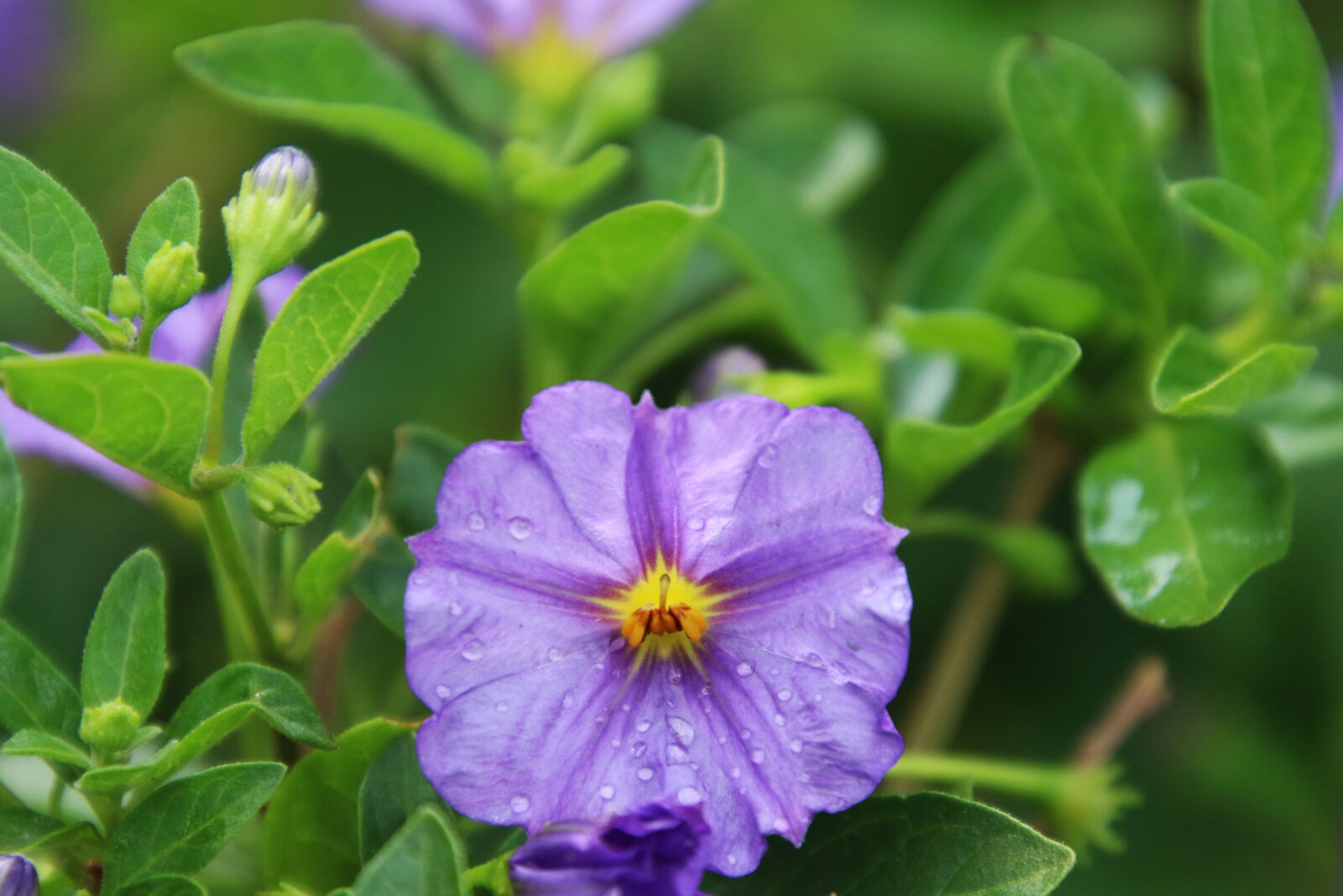 Canon EOS 7D Mark II sample photo. After, the, rain, flower photography