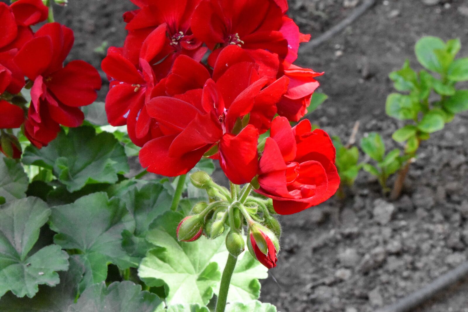 Nikon D5500 sample photo. Blossom, flower, petal, geranium photography