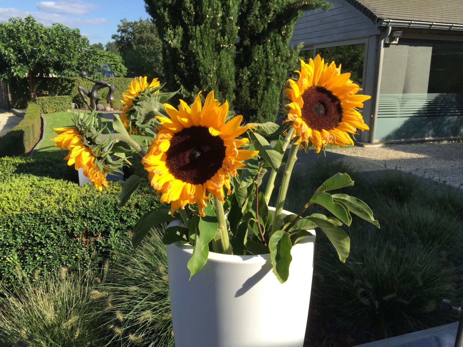 iPhone 6 Plus back camera 4.15mm f/2.2 sample photo. Sunflowers, summer sun, zen photography