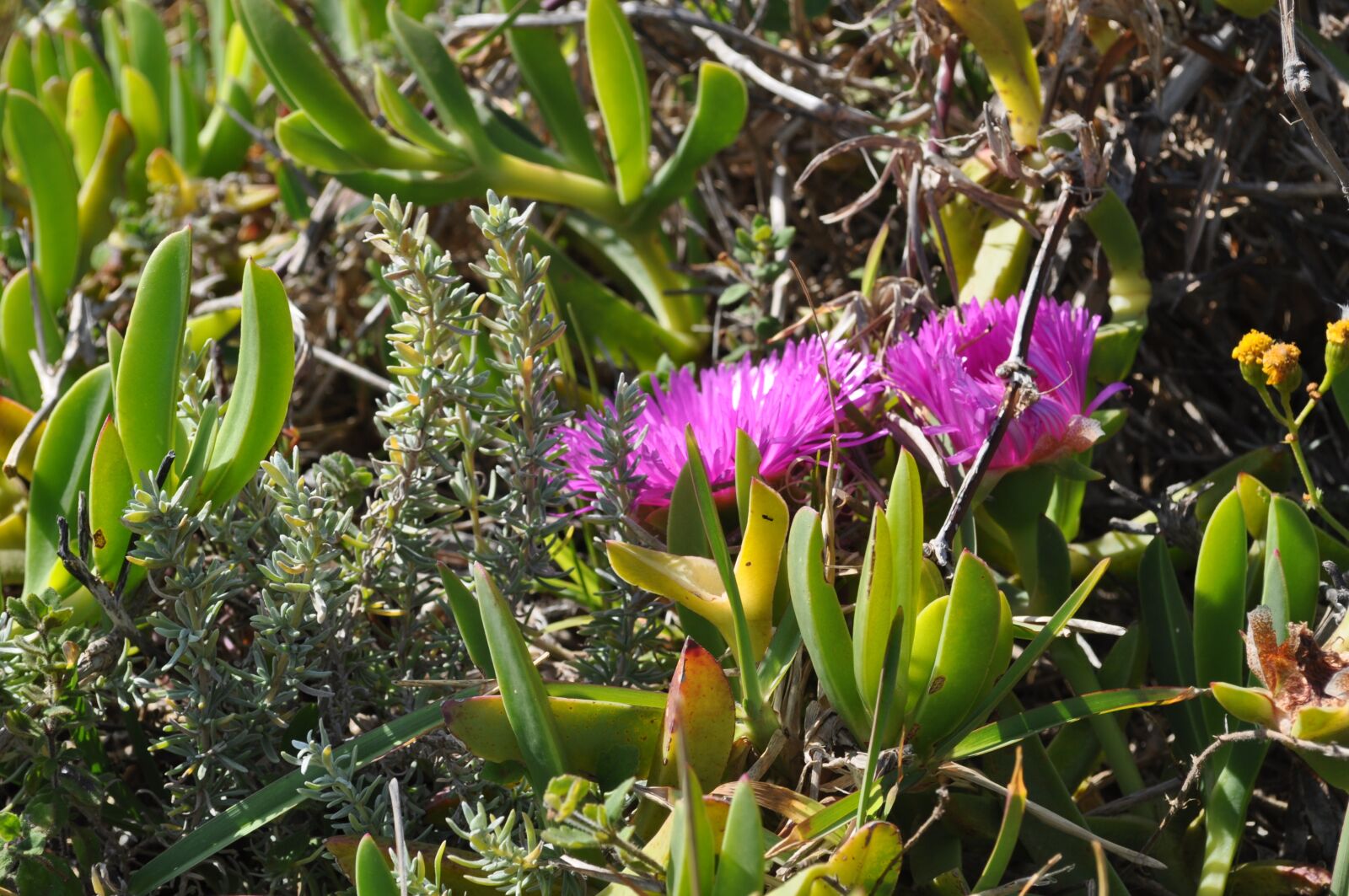 Nikon D5000 sample photo. Nature, flora, flower photography