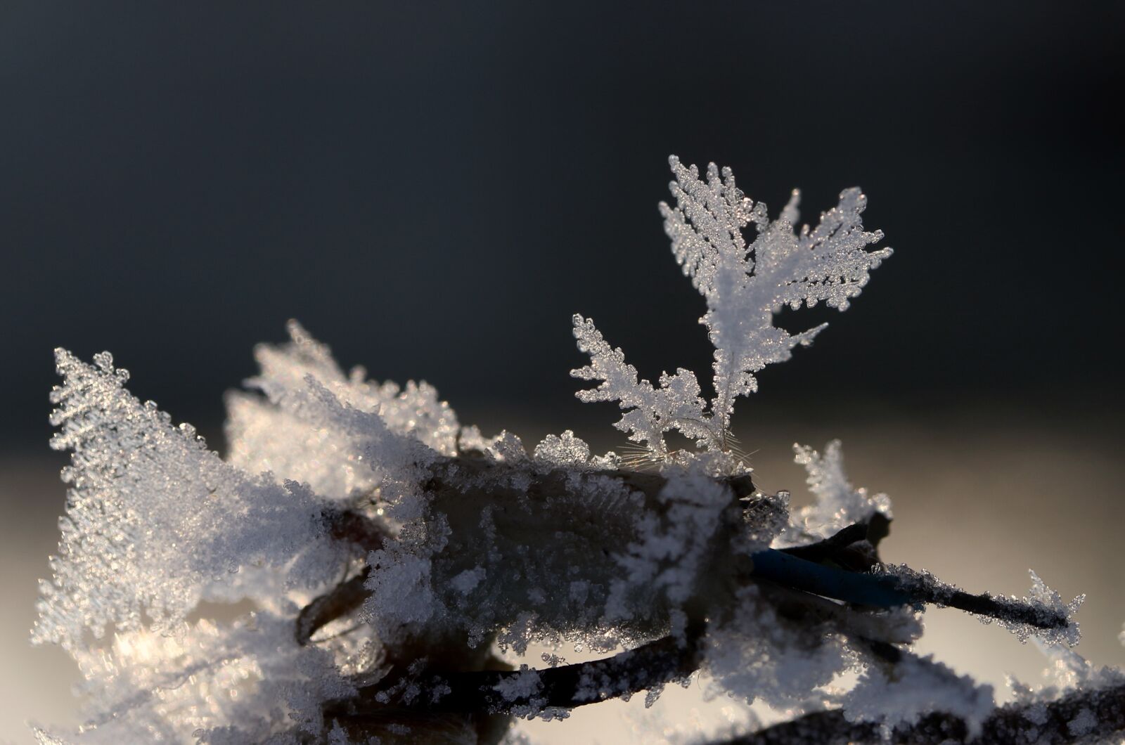 Canon EF-S 60mm F2.8 Macro USM sample photo. Frozen, flower, snow photography
