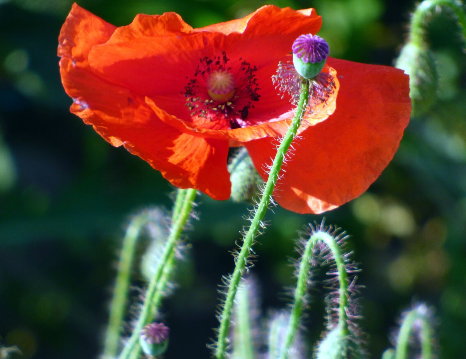 Panasonic DMC-FZ72 sample photo. Flower, poppy, petals photography