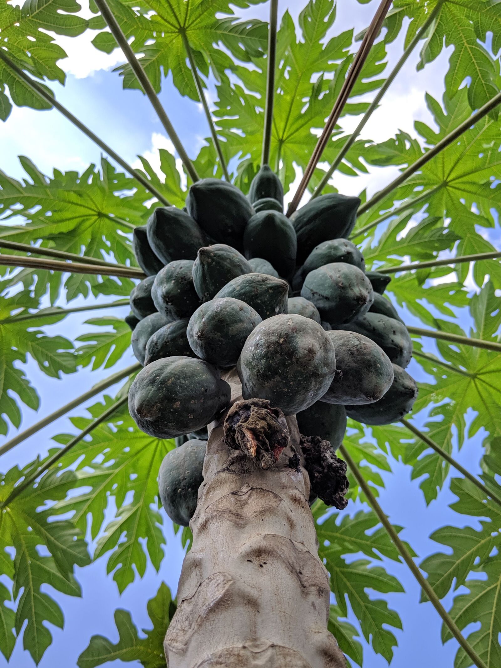 Google Pixel 3a XL sample photo. Fruit, papaya, sweet photography