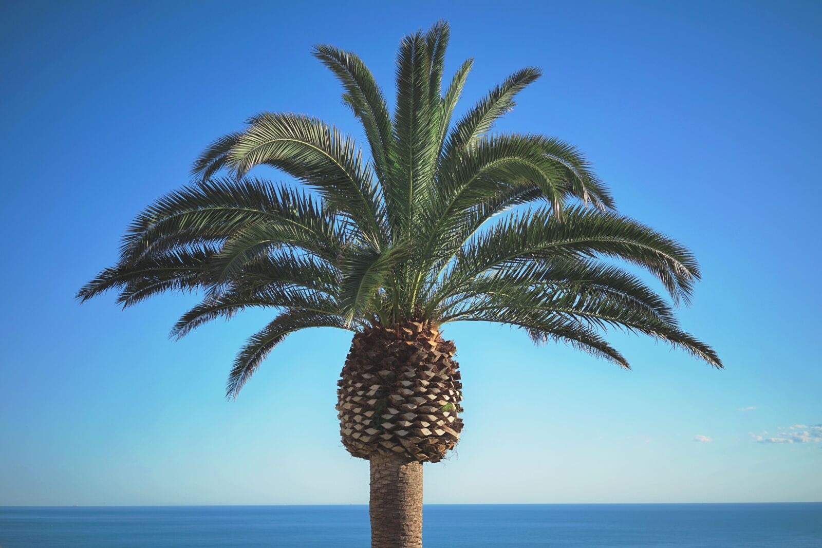 Sony a7 II + Sony Sonnar T* FE 35mm F2.8 ZA sample photo. Palm tree, tropical, vacation photography