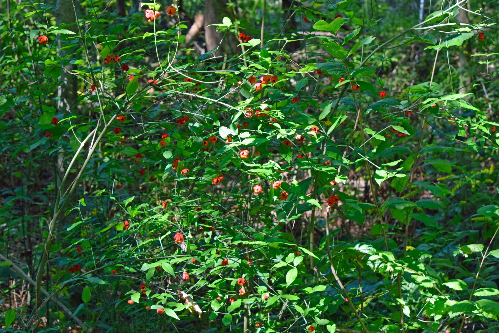 Nikon D3300 sample photo. Strawberry bush, flowers, buds photography
