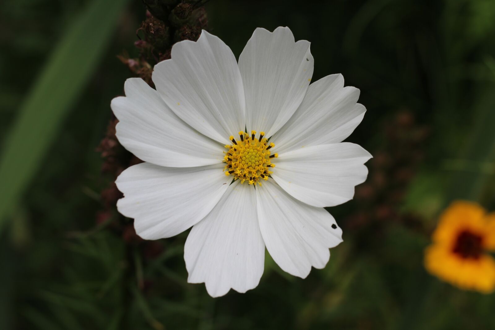 Canon EOS 1200D (EOS Rebel T5 / EOS Kiss X70 / EOS Hi) sample photo. White, cosmos, floral photography