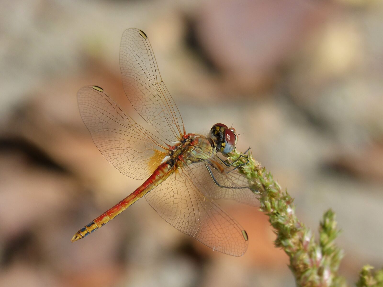 Panasonic DMC-FZ62 sample photo. Dragonfly, sympetrum striolatum, winged photography