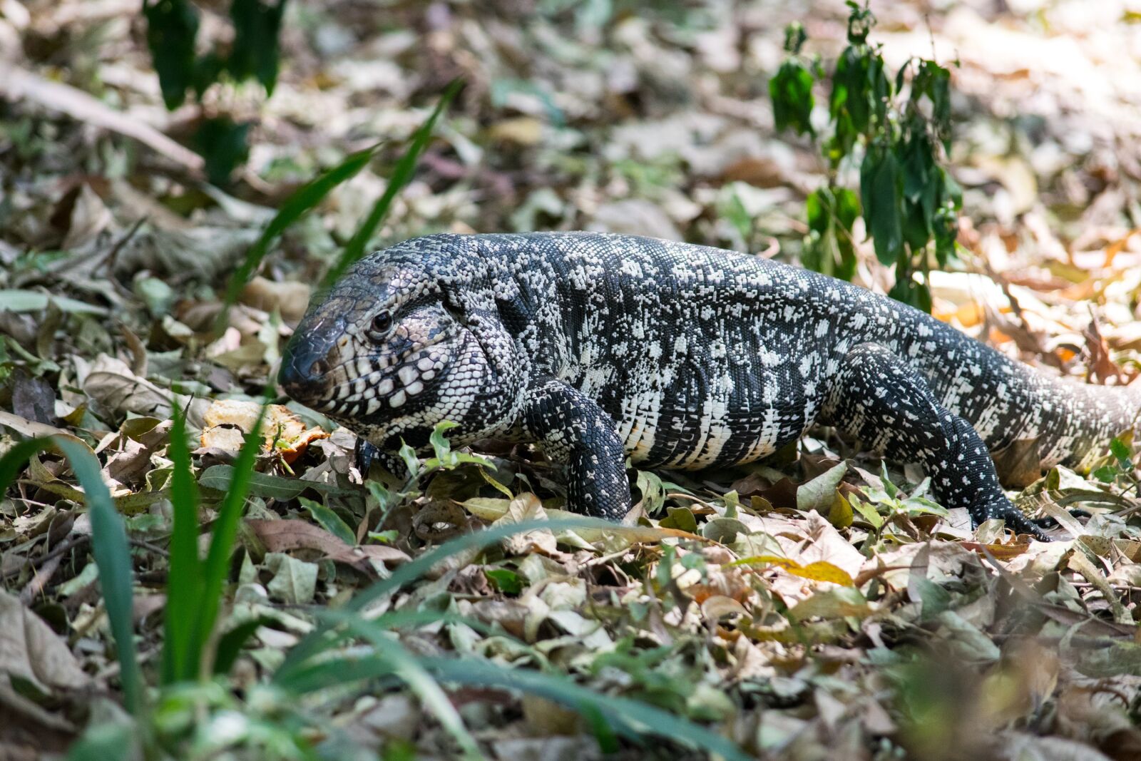 Nikon D5300 sample photo. Reptile, lizard, animal photography