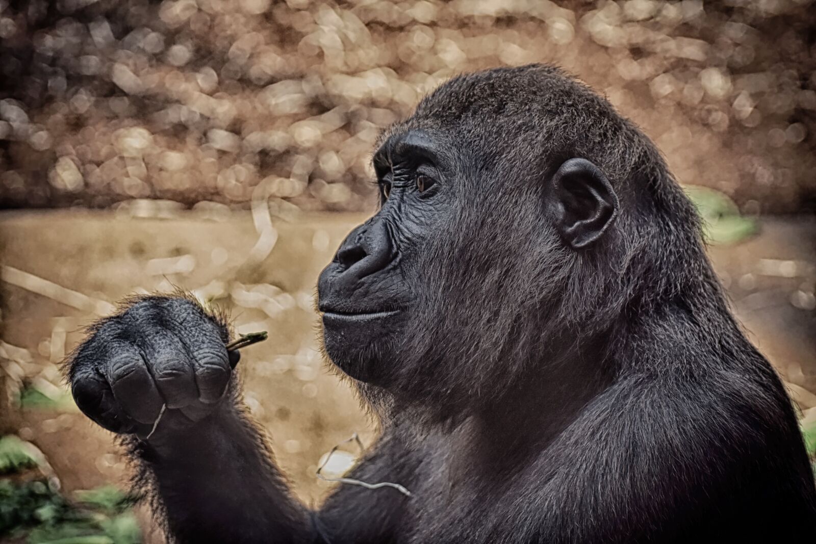 Nikon D7200 sample photo. Gorilla, monkey, animal photography