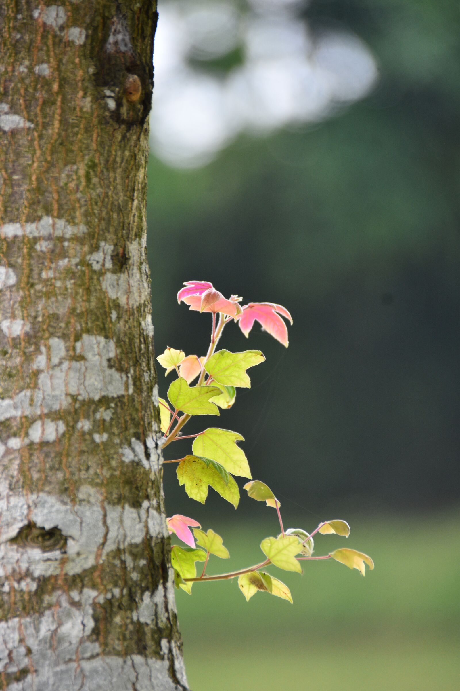 Nikon D7200 sample photo. Leaves, foliage, bark photography