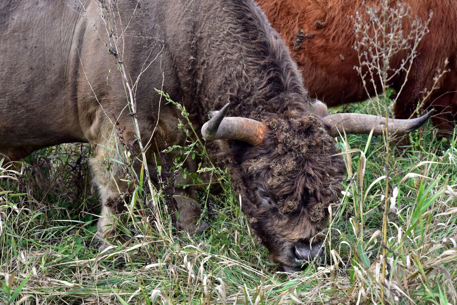 Nikon D750 sample photo. Galloway, bull, beef photography