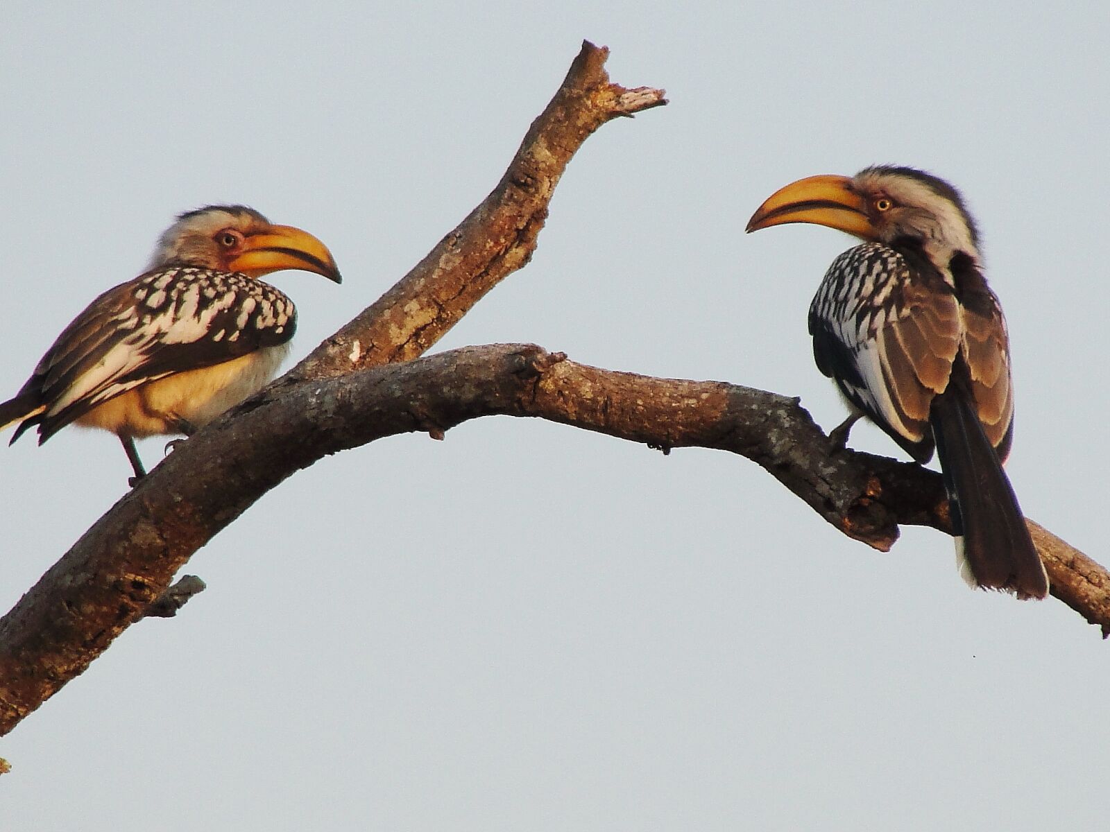 Sony Cyber-shot DSC-H20 sample photo. Hornbill, birds, african birds photography