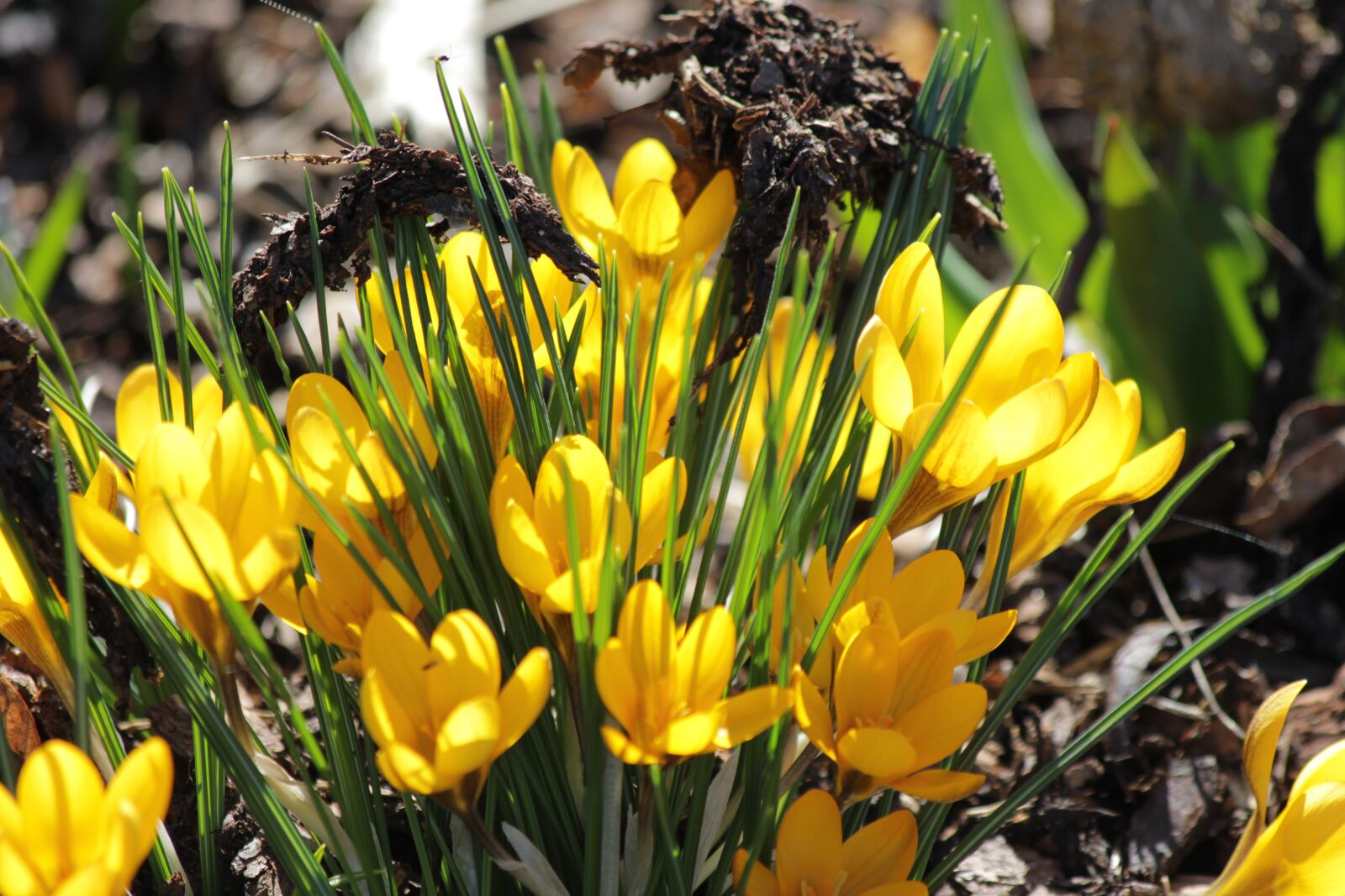 Canon EOS 550D (EOS Rebel T2i / EOS Kiss X4) sample photo. Crocus, yellow, nature photography