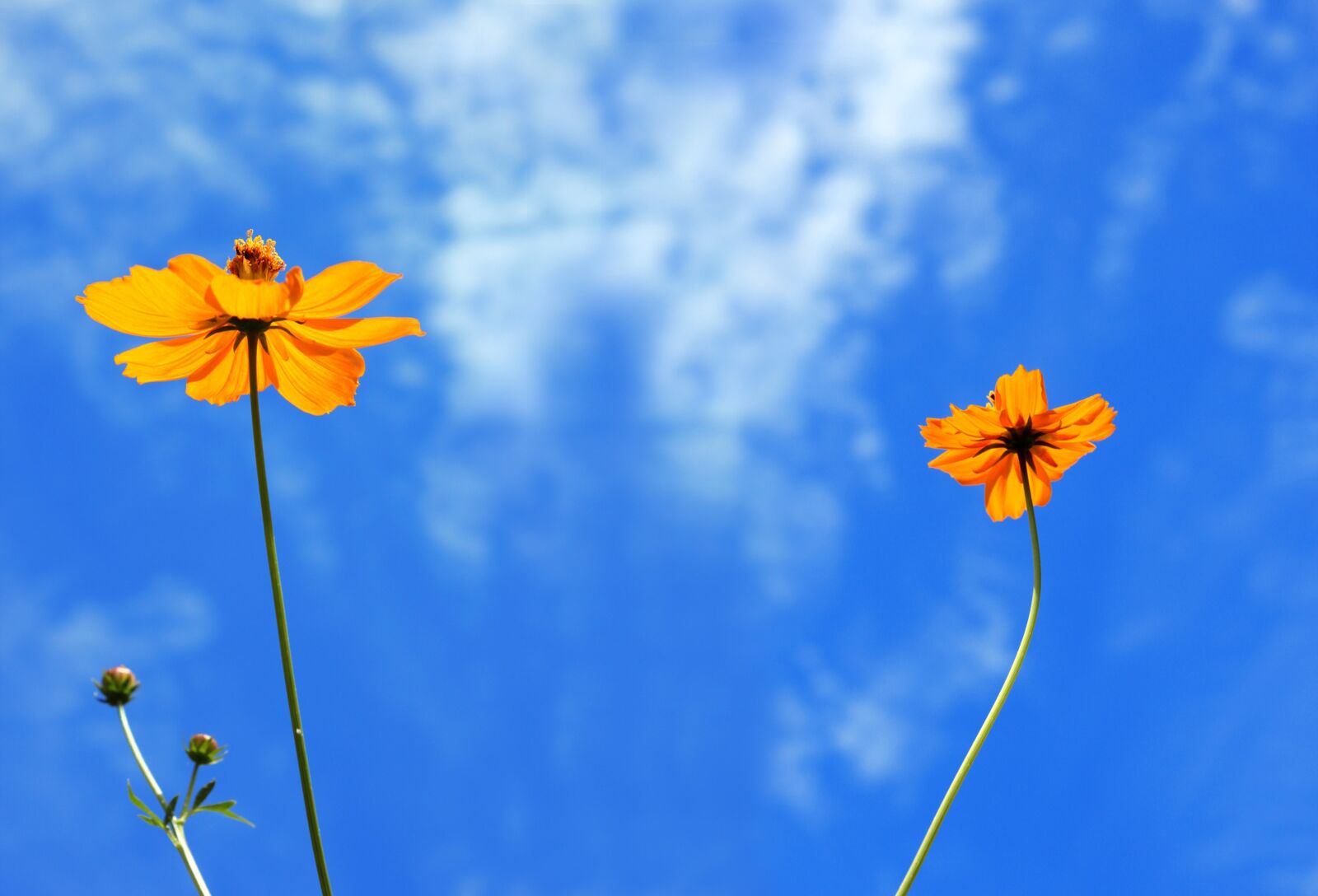 Canon EOS 550D (EOS Rebel T2i / EOS Kiss X4) sample photo. Flowers, cosmos, summer photography