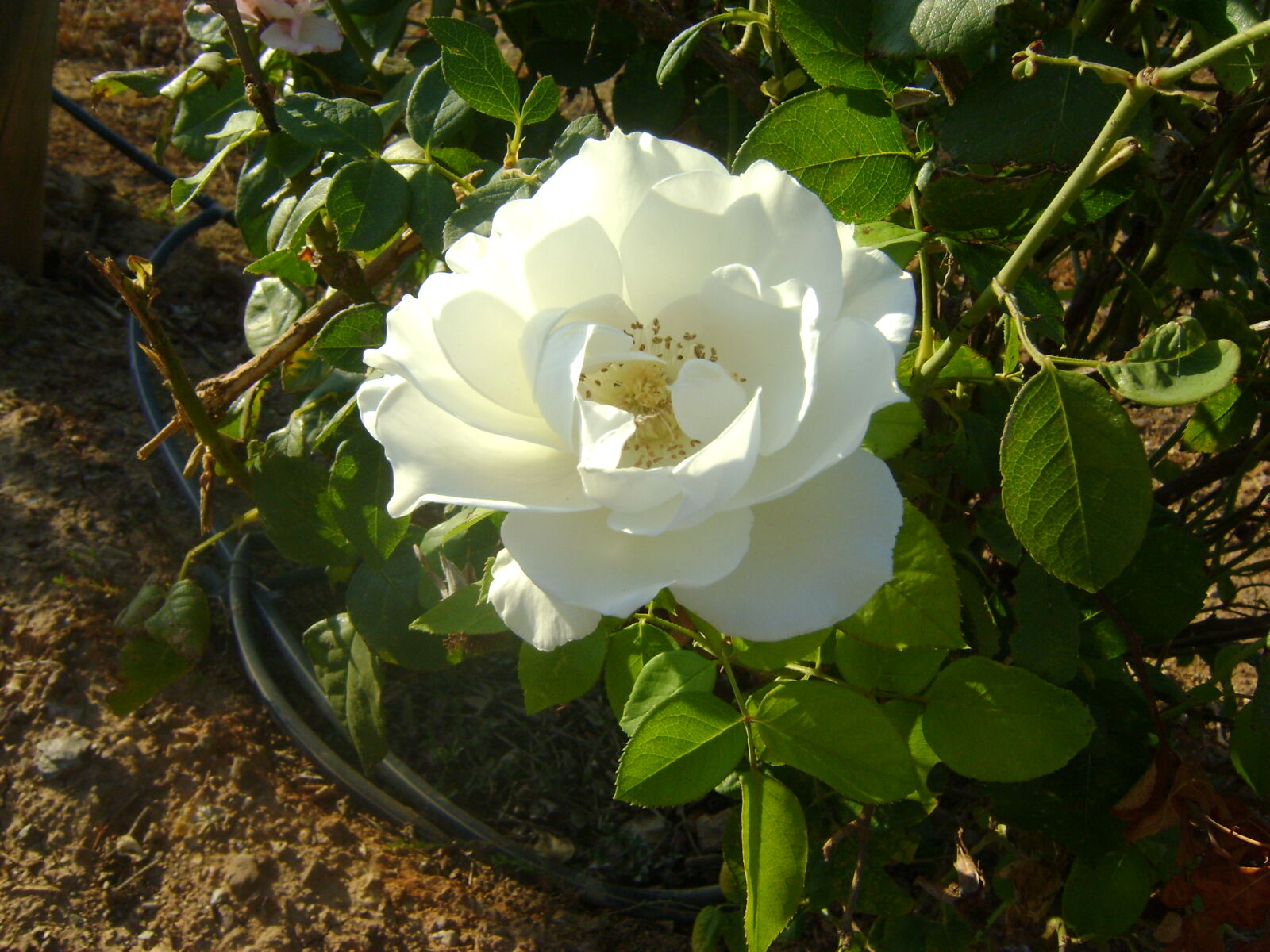 Sony DSC-S730 sample photo. White, rose photography