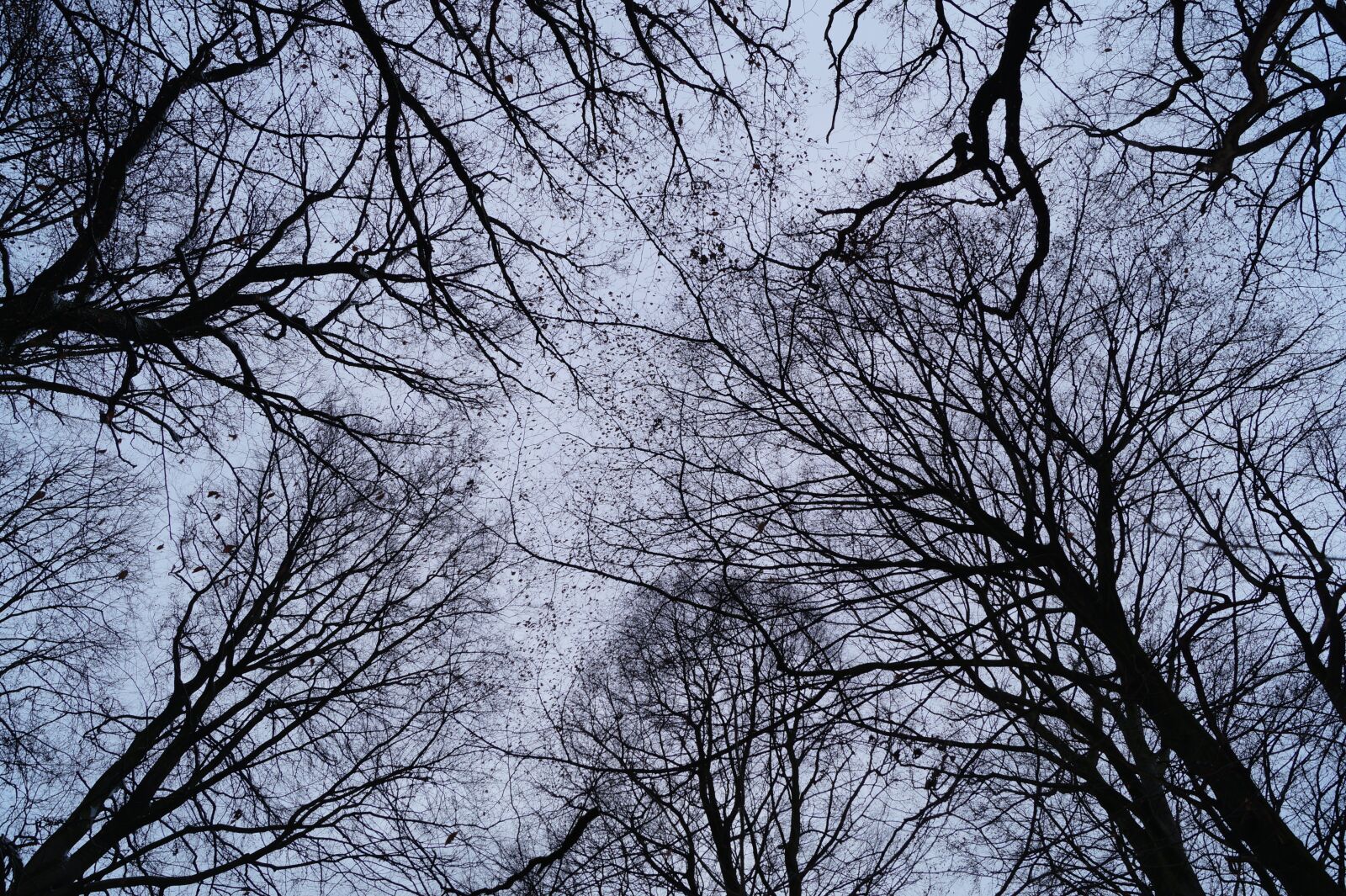 Sony DT 18-55mm F3.5-5.6 SAM II sample photo. Branches, trees, aesthetic photography