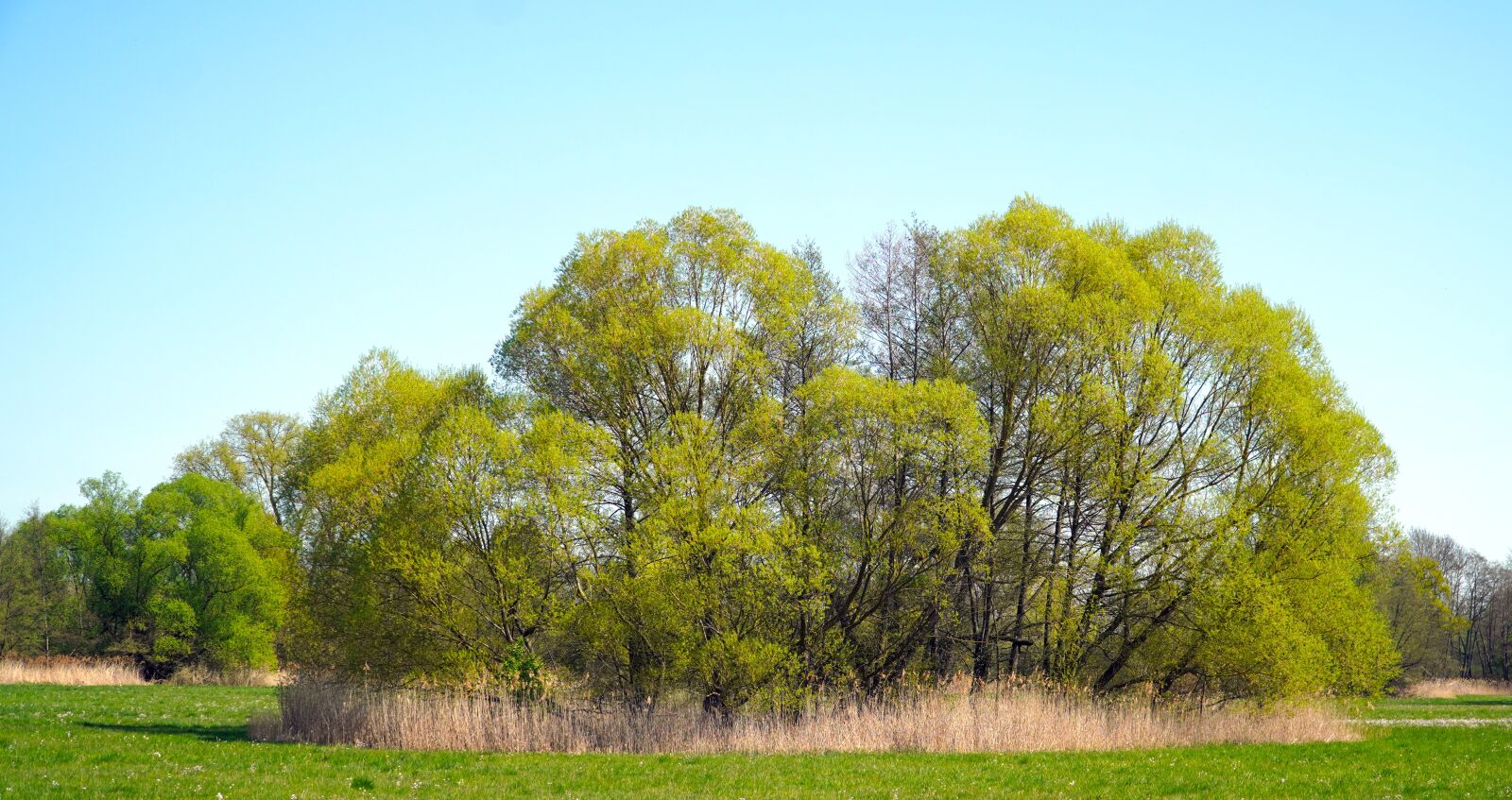 Sony E PZ 18-105mm F4 G OSS sample photo. Trees, reed, landscape photography