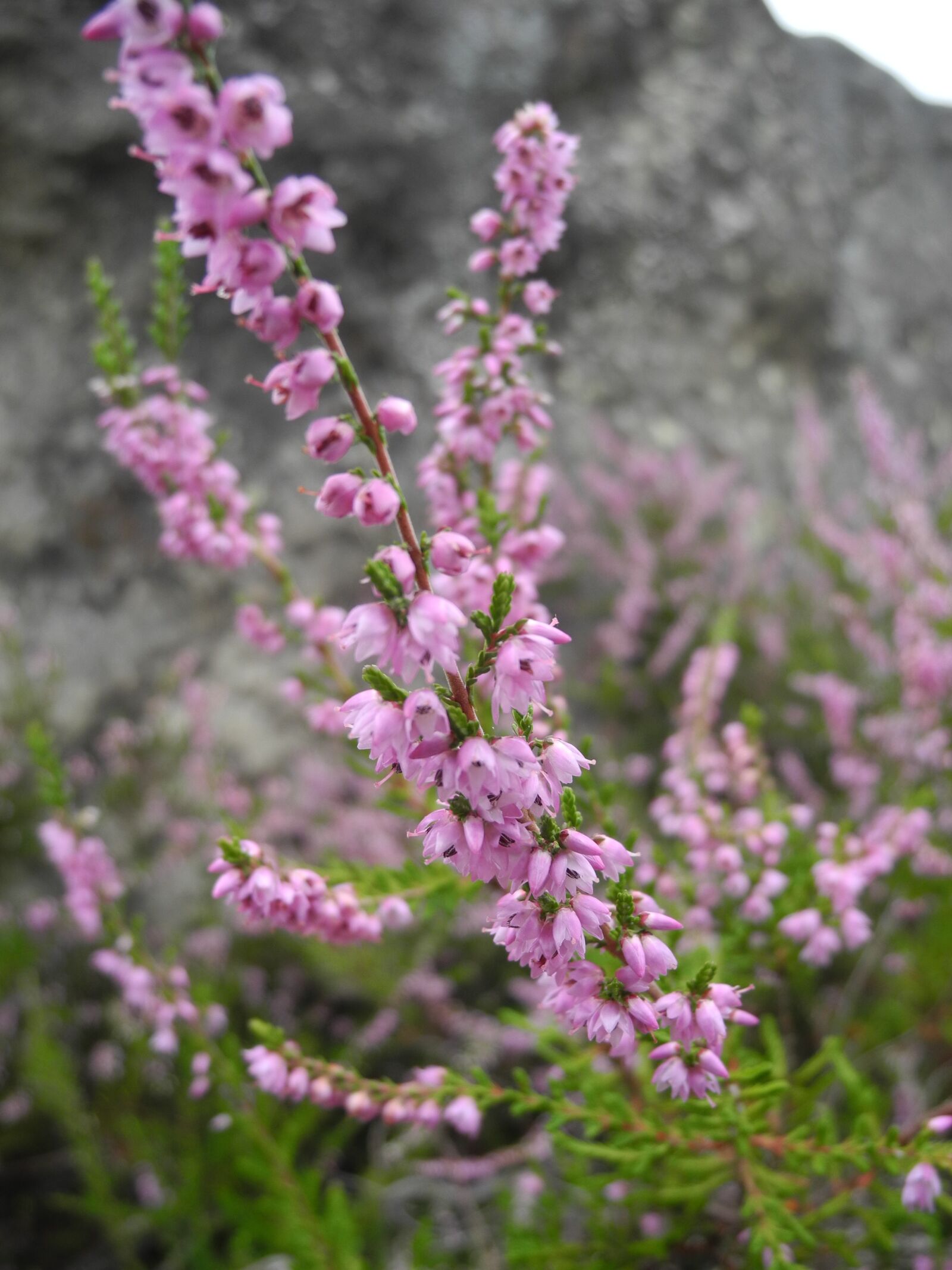 Nikon Coolpix P7000 sample photo. Plant, pink flowers, nature photography