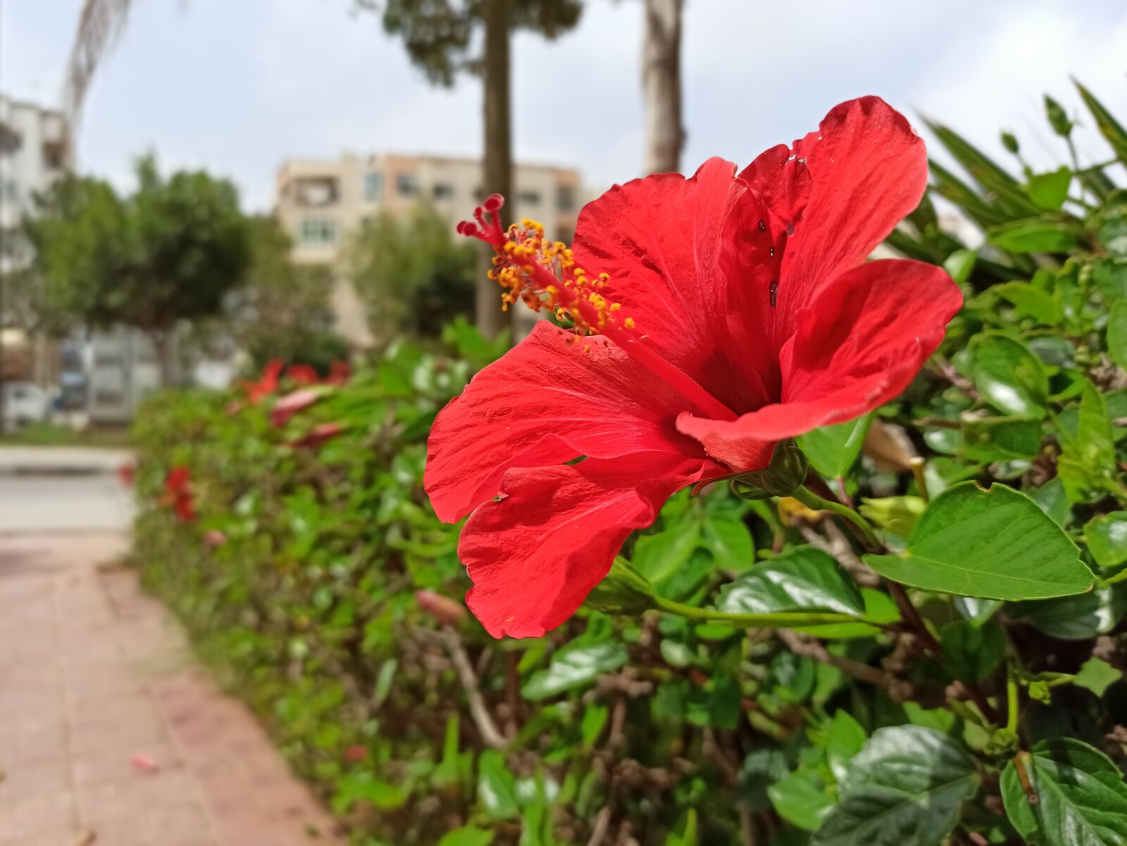 Xiaomi Redmi Note 8 Pro sample photo. Flower, fleur, nature photography